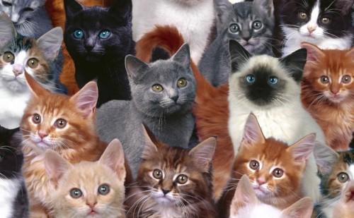 A macskák természete (The Science of Cats)