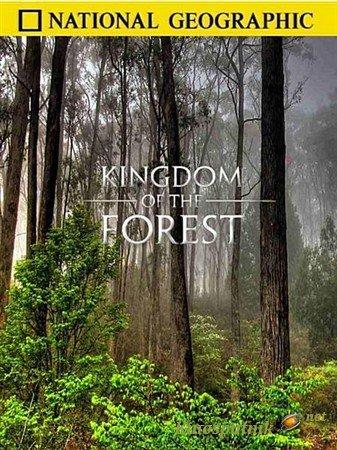 Erdei királyság (Kingdom of the forest)