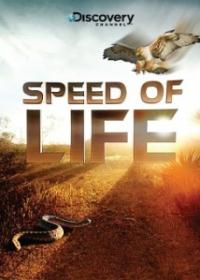 Az élet sebessége (Speed of Life)